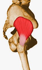 muscle-petit-glut-al-physiostudent